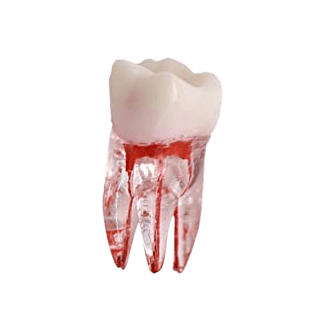 Artificial Training Teeth image