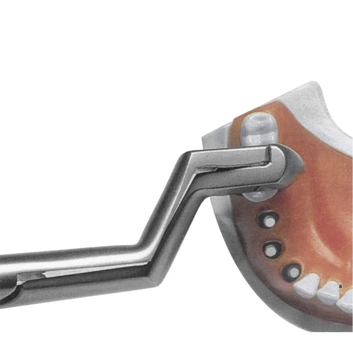 Tooth Forceps Routurier Right