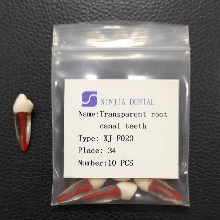 Training Transparent Root Canal Teeth #34