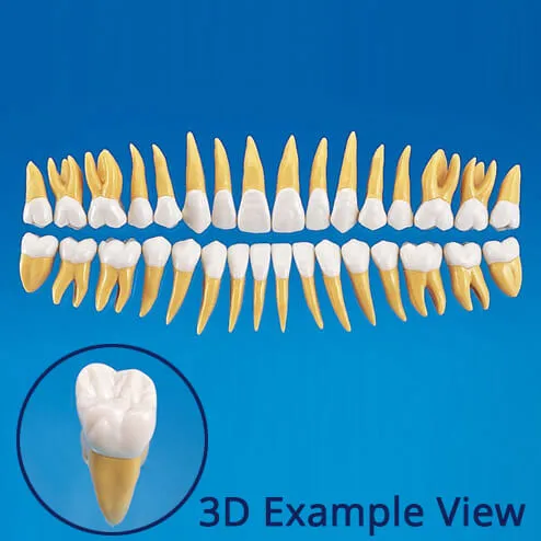 B10-330، نموذج سن تشريحي بحجم 2.5X رقم 36
