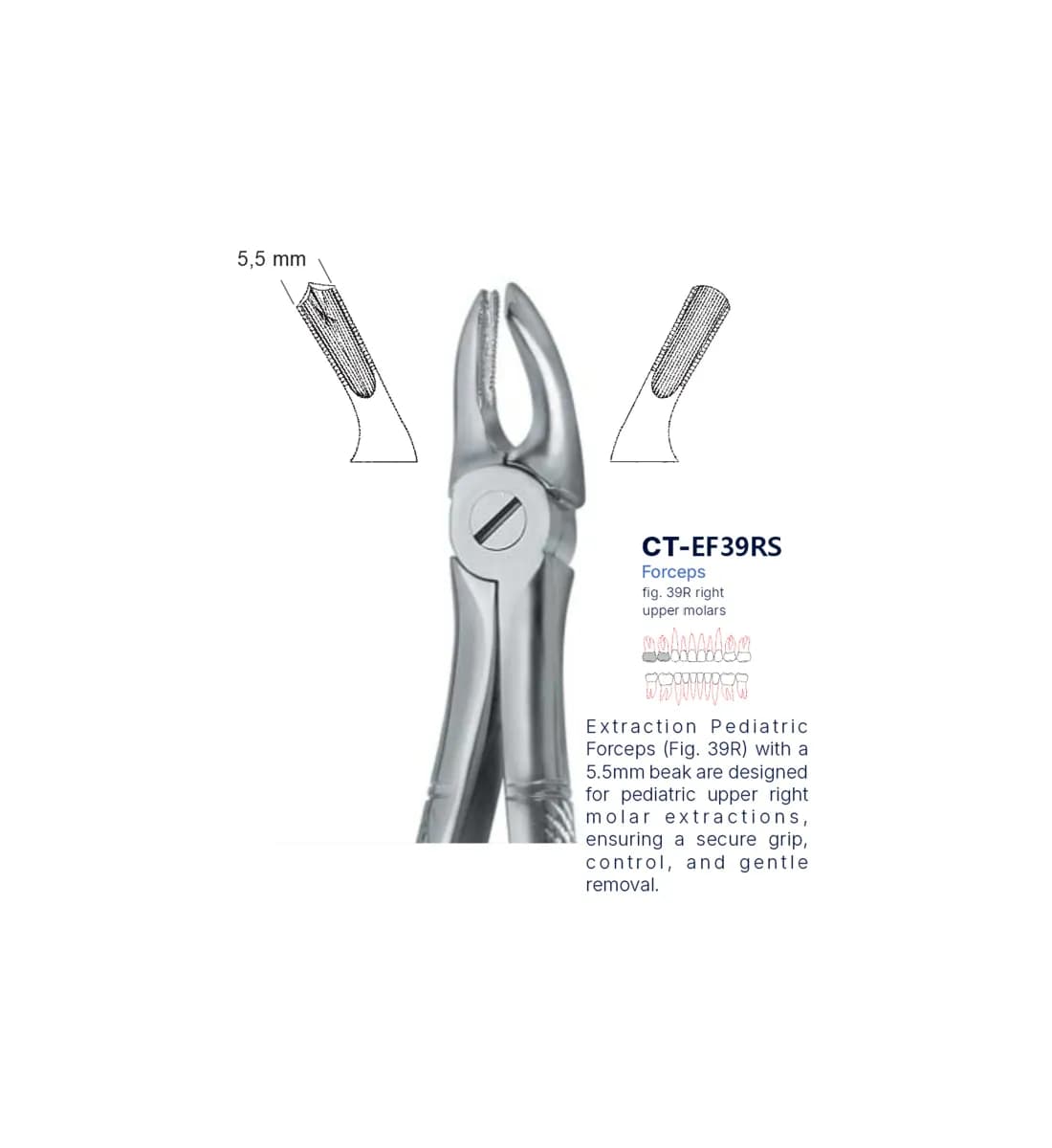 Dental Extraction Forceps 39R, Standard Handle