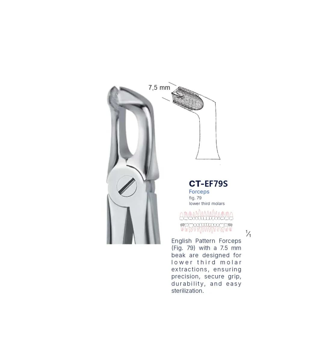 Dental Extraction Forceps 79, Standard Handle