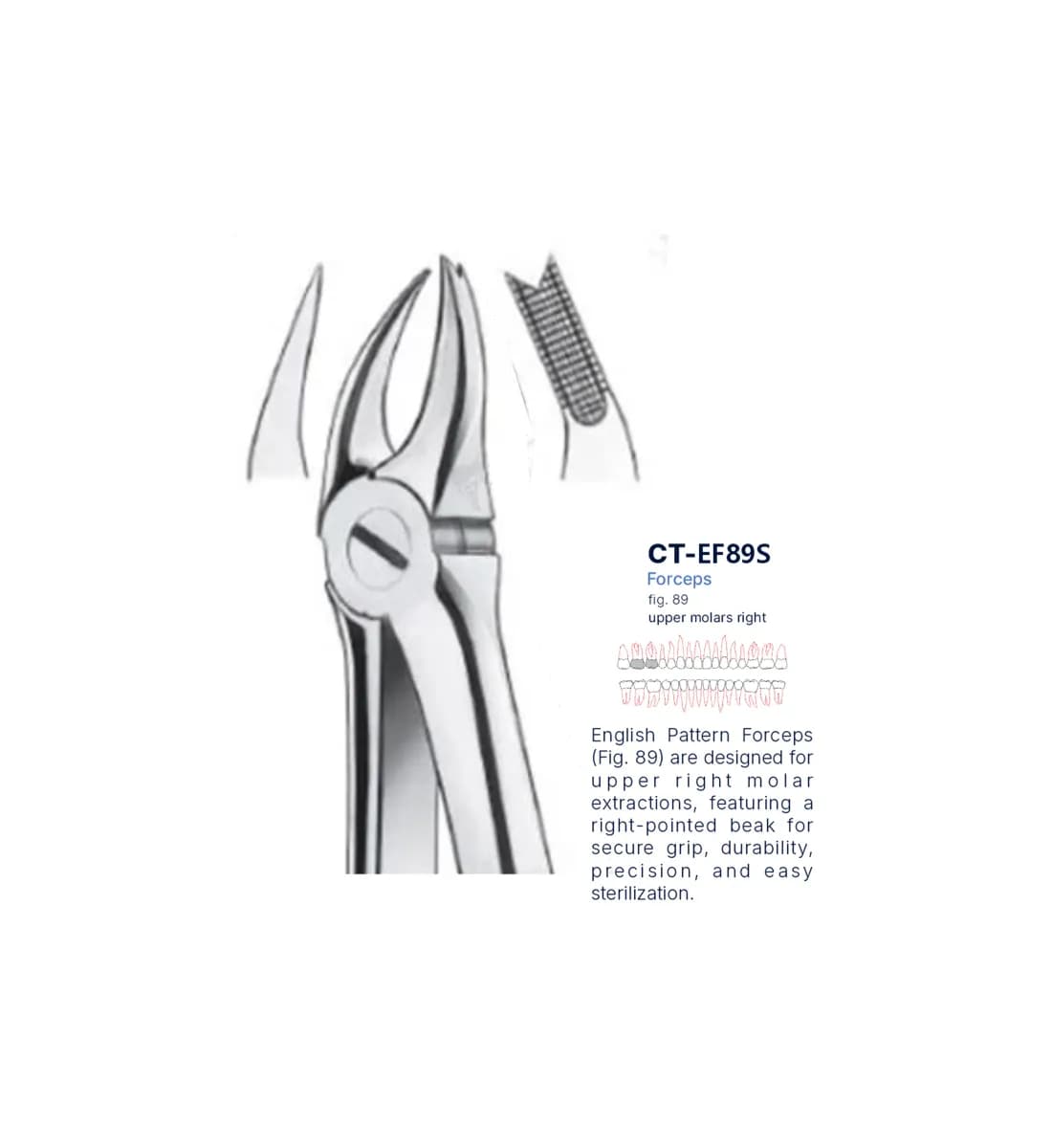 Dental Extraction Forceps 89, Standard Handle