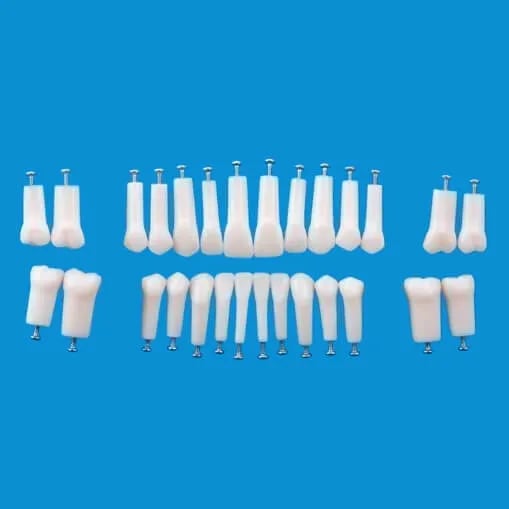 A5AN-200, Permanent Single Root Tooth Model #18