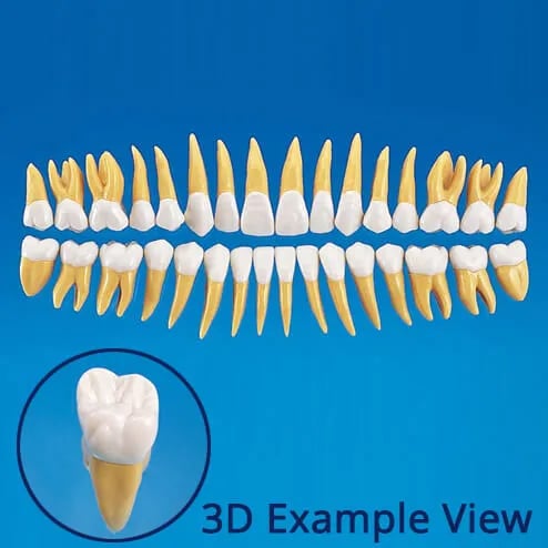 B10-330, 2.5X Size Anatomical Tooth Model #16